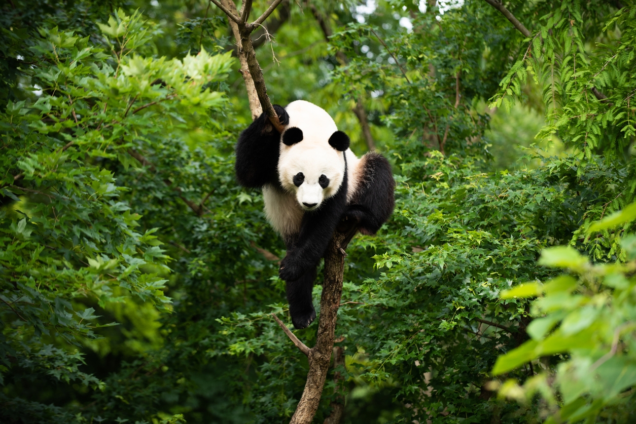 Giant panda on tree