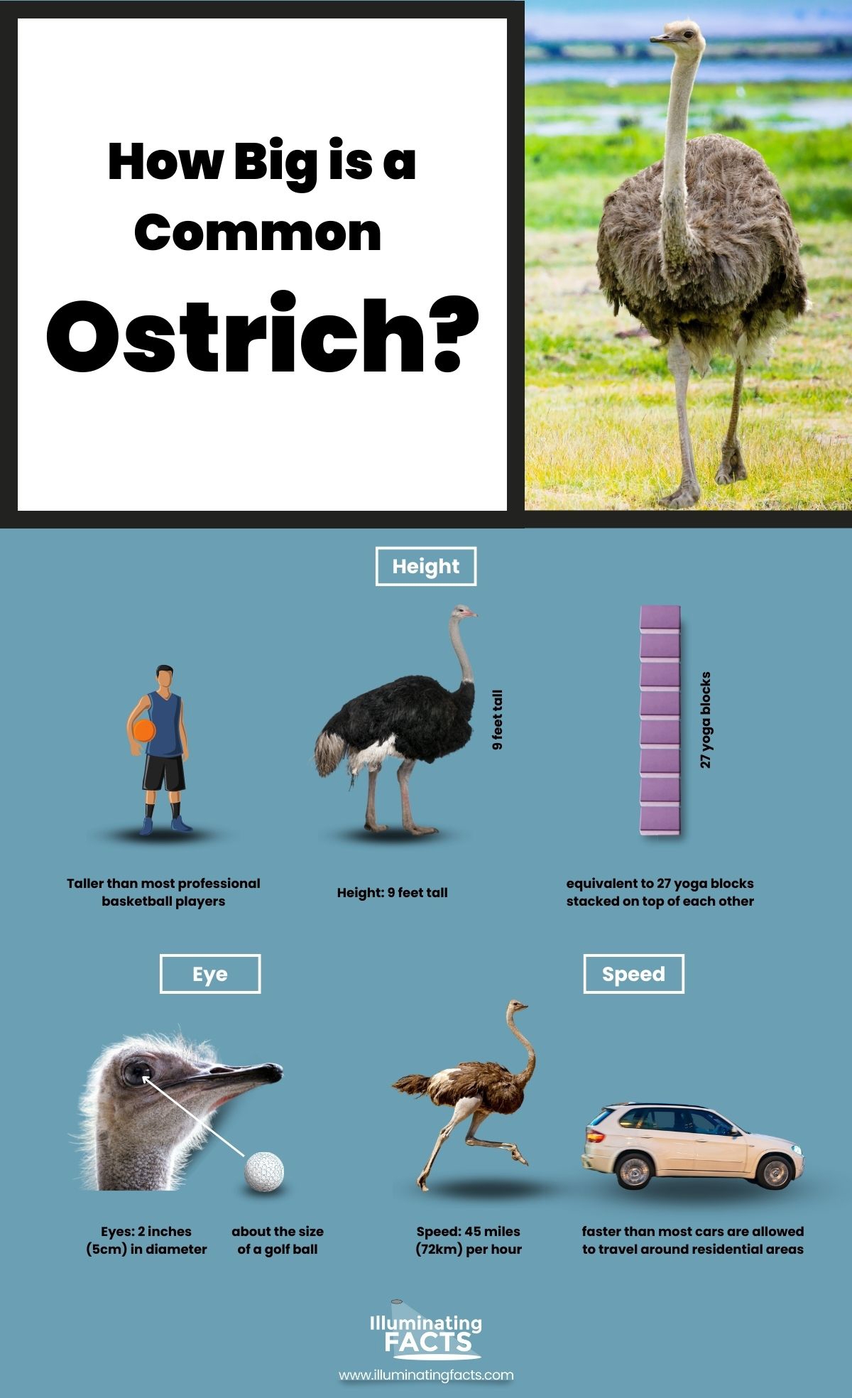 How Big is a Common Ostrich?