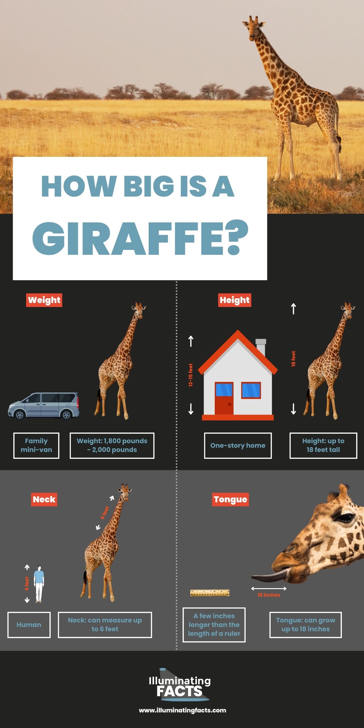 How Big is a Giraffe?
