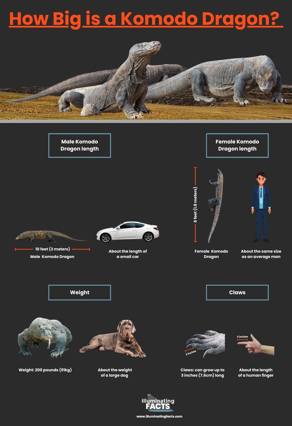 How Big is a Komodo Dragon?
