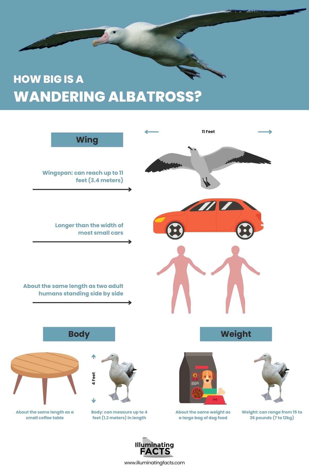 How Big is a Wandering Albatross?