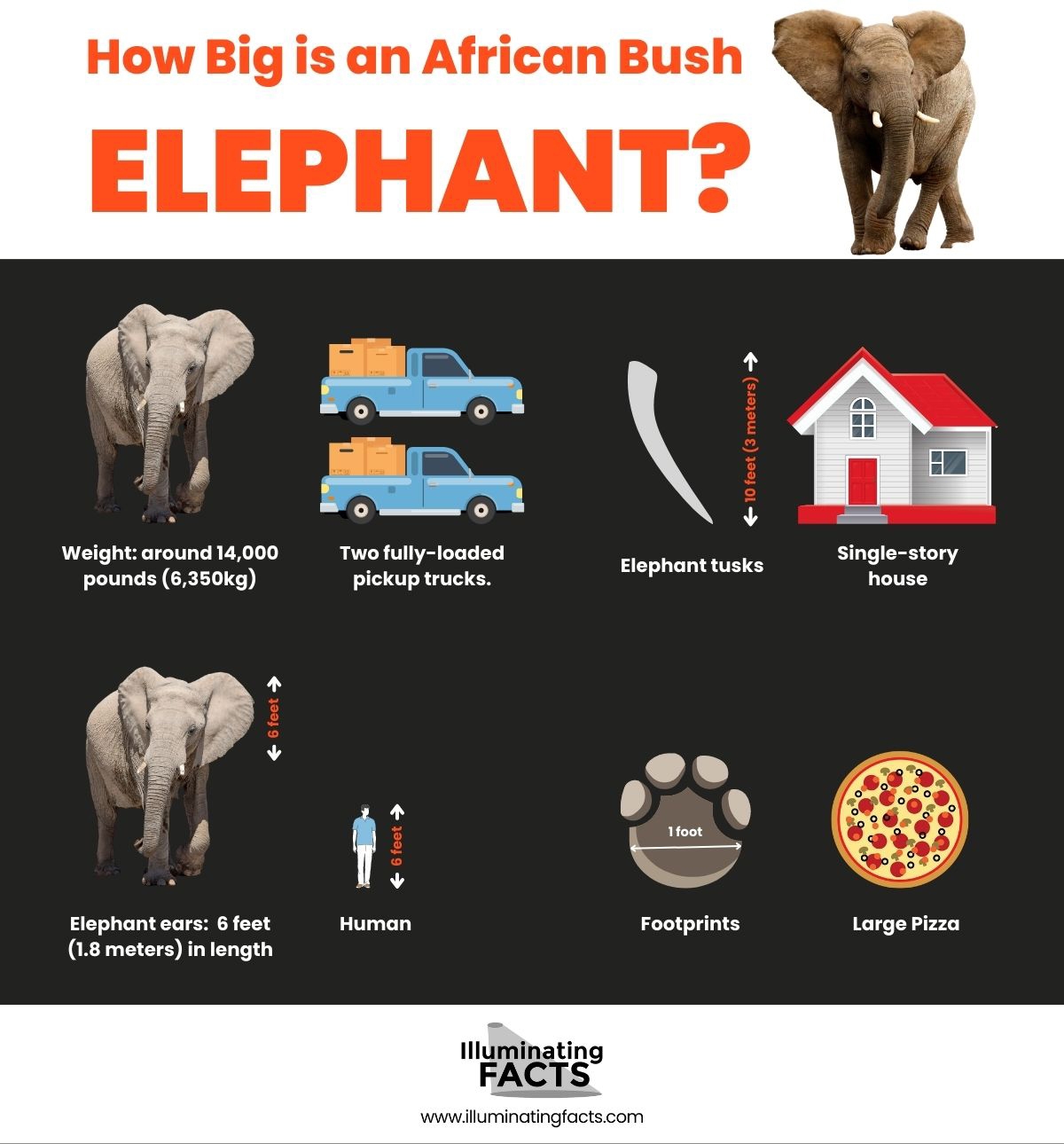 How Big is an African Bush Elephant?