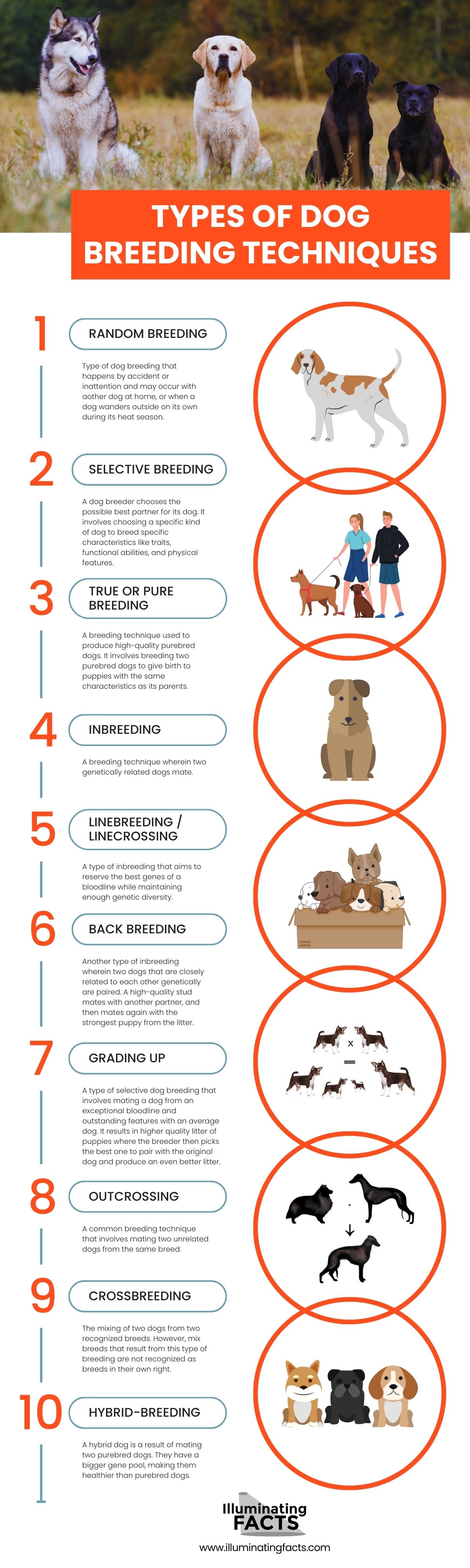 Types of Dog Breeding Techniques