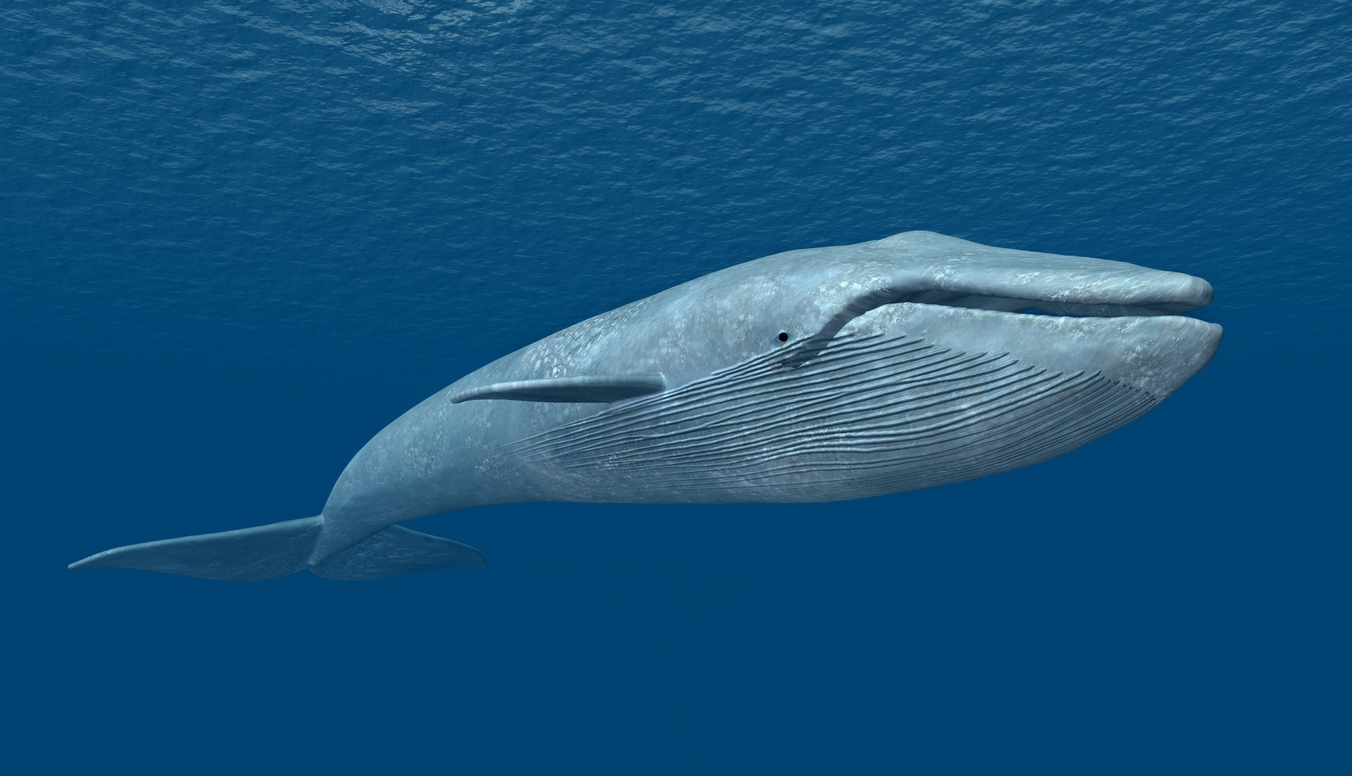 a 3D illustration of the blue whale