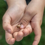a baby snail crawling on a kid’s finger