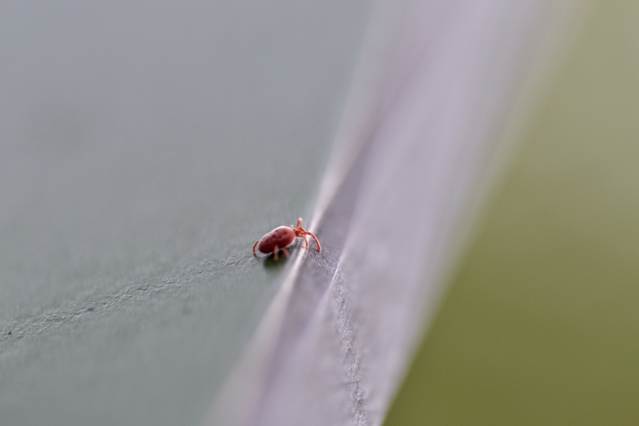 a clover mite on the edge of a surface