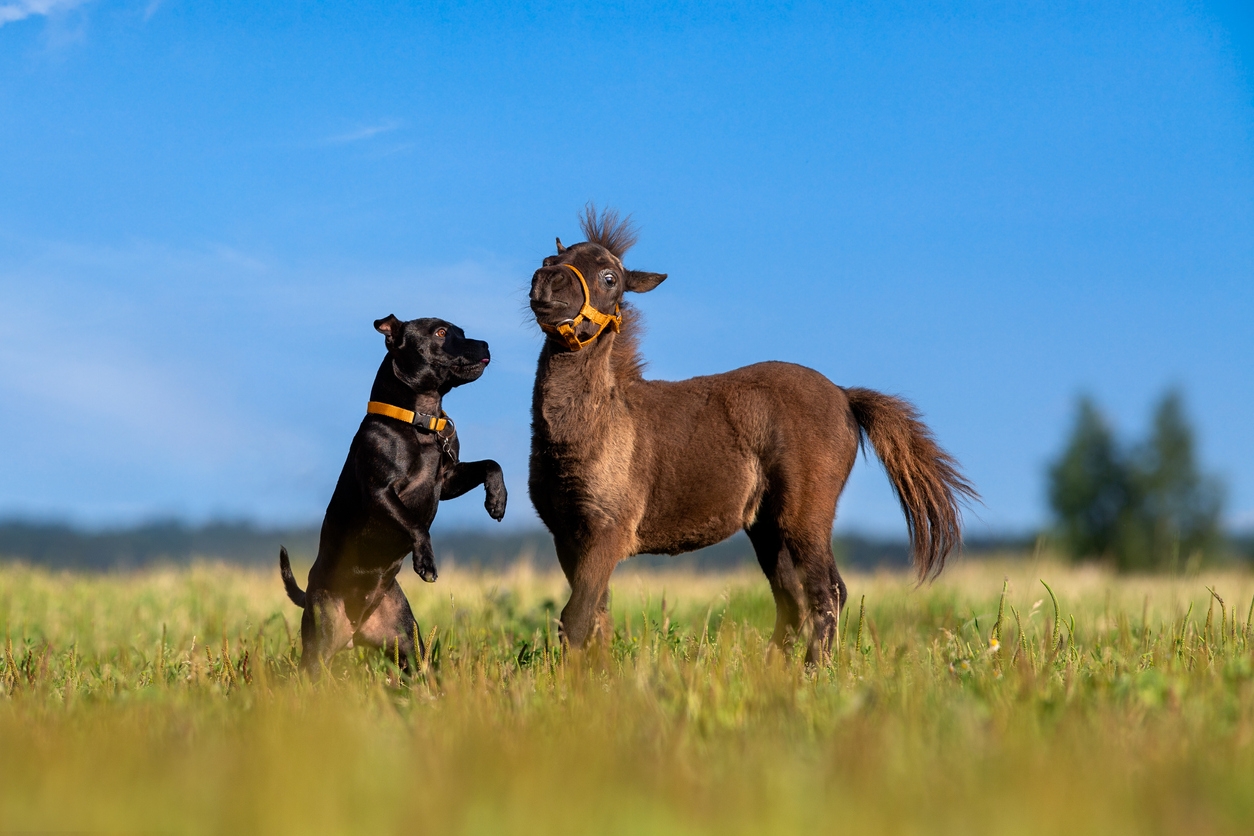 a dog playing with a miniature baby horse