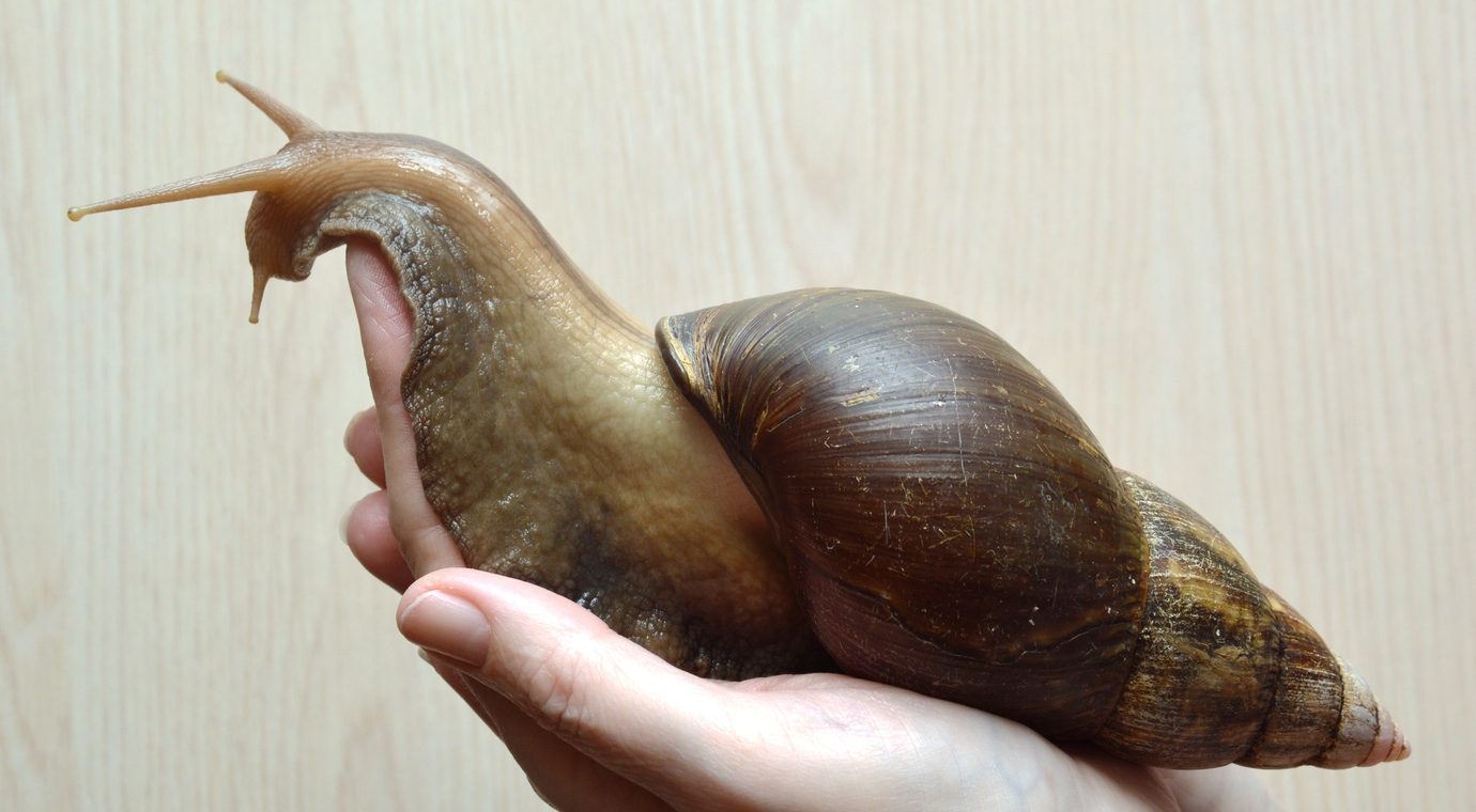 a giant African land snail on a person’s hand