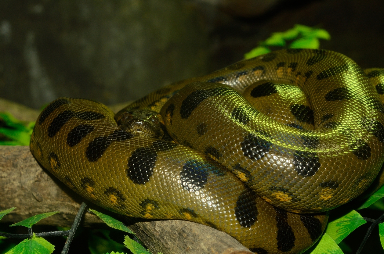 a green anaconda