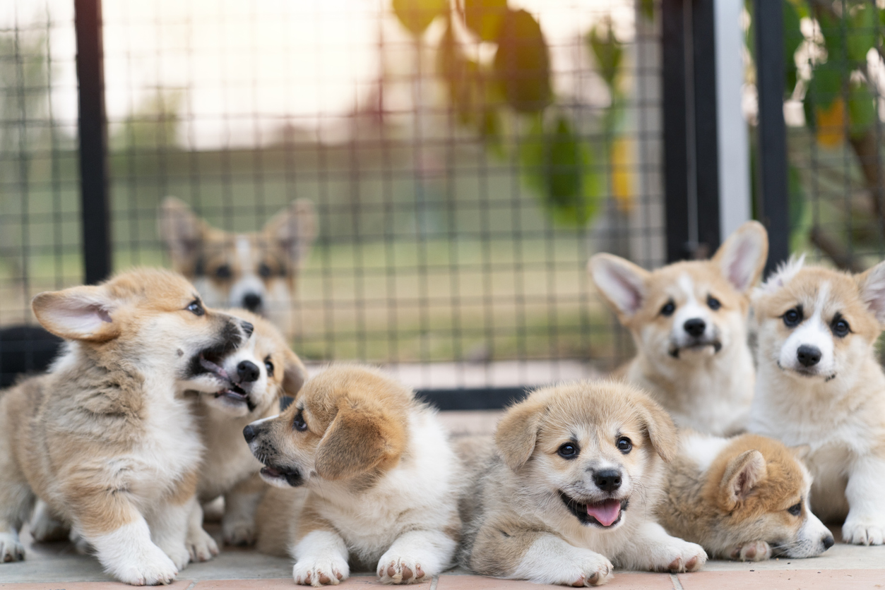 a group of cute corgi puppies