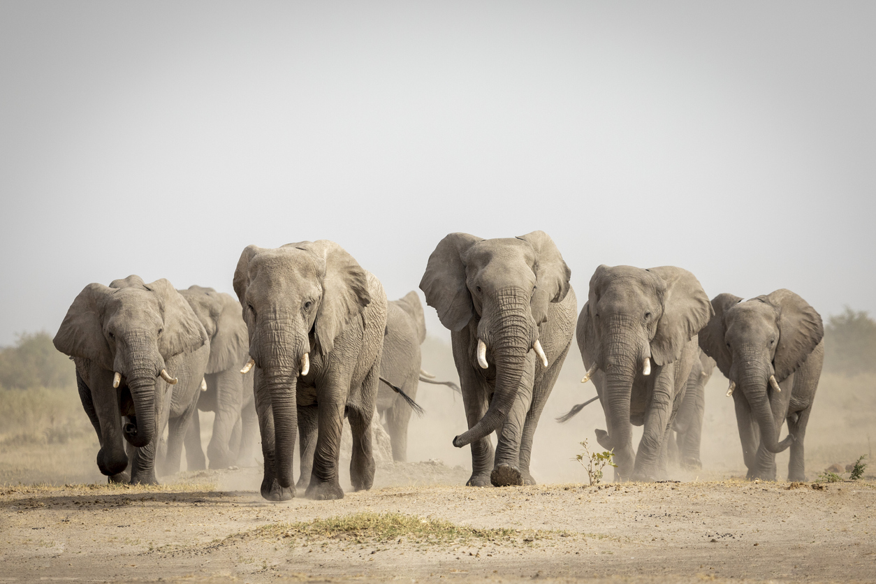 a herd of African bush elephant