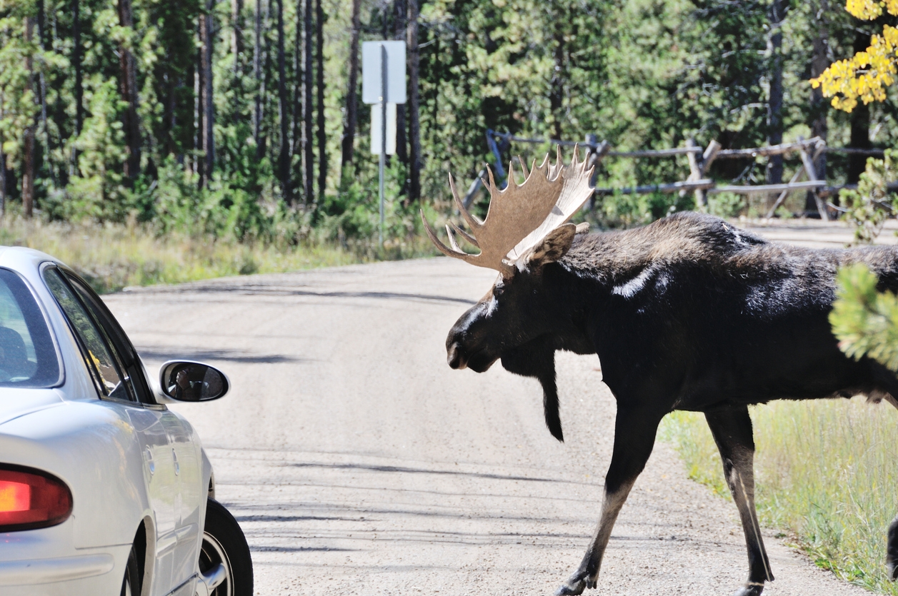 a moose approaching a car