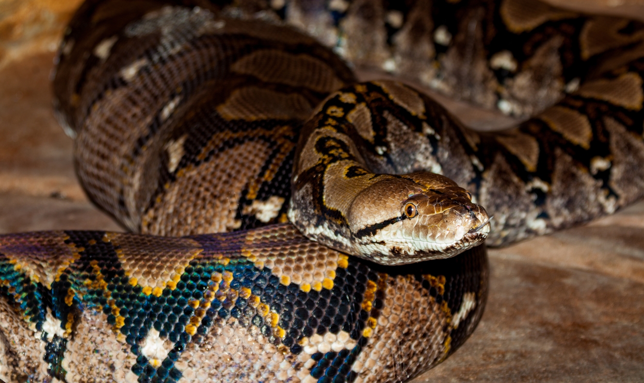 a reticulated python