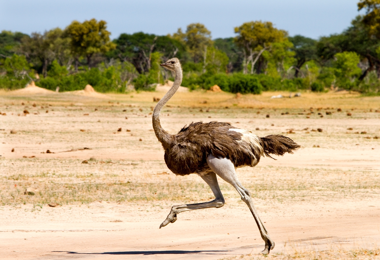 a running ostrich