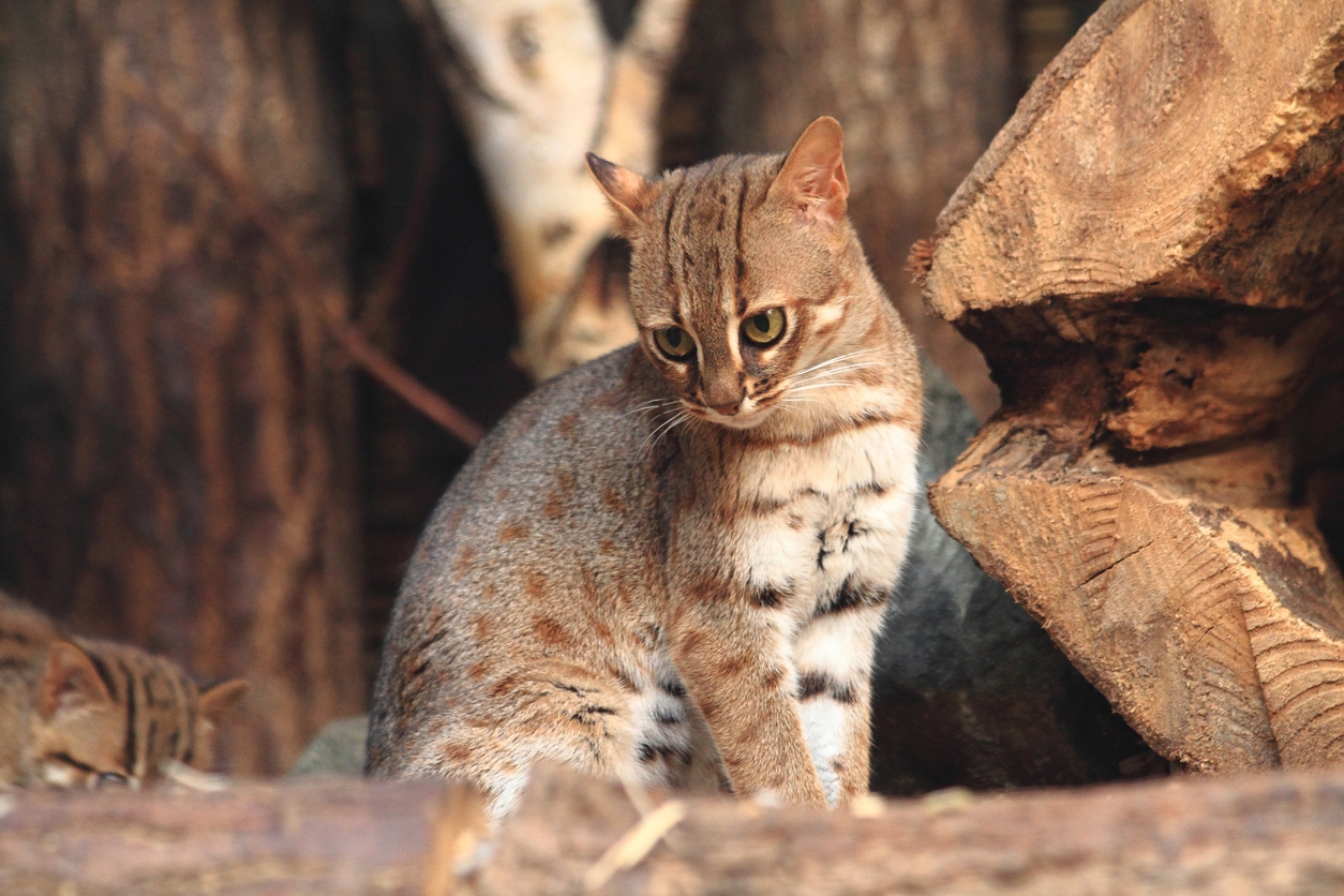 a rusty-spotted cat in the wild