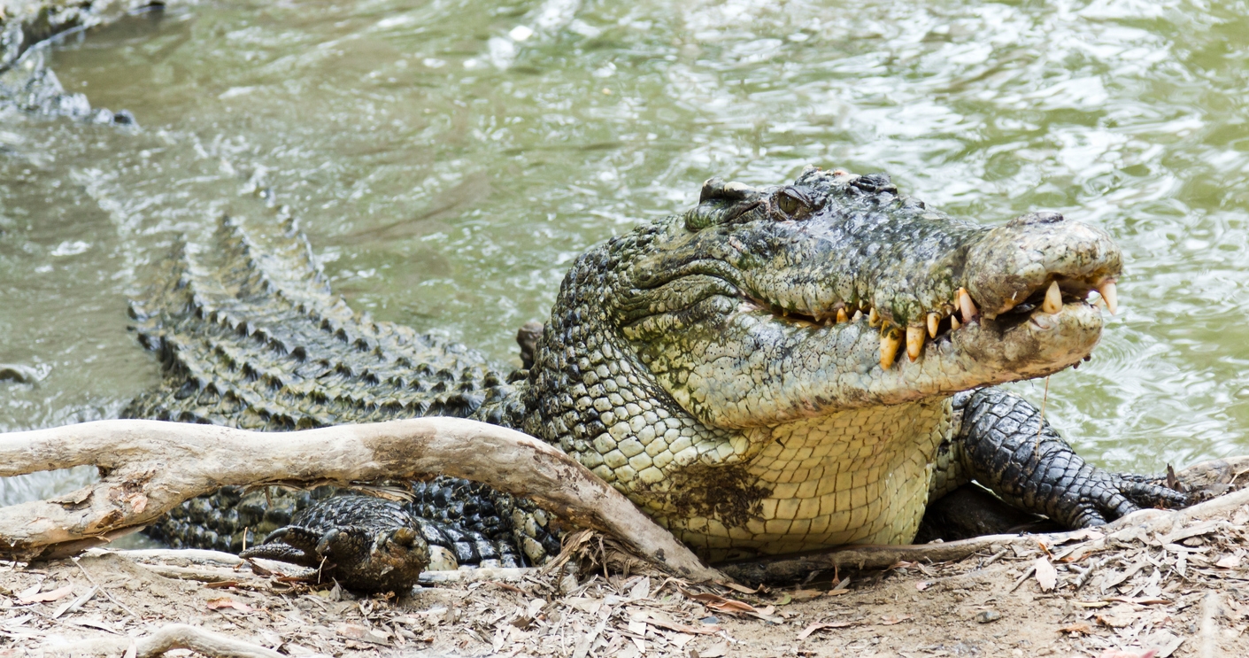 a saltwater crocodile emerging from the water