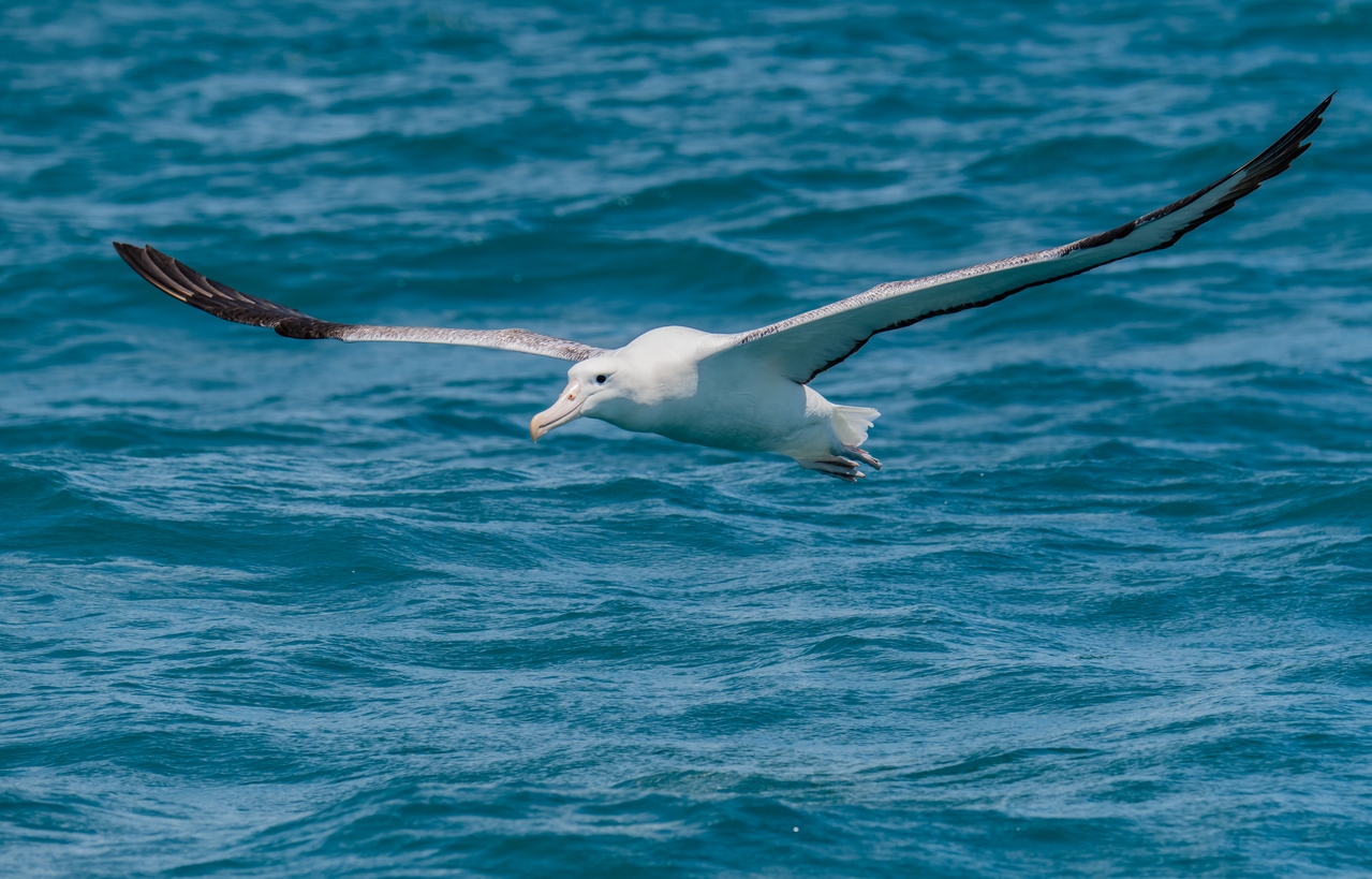 a soaring wandering albatross