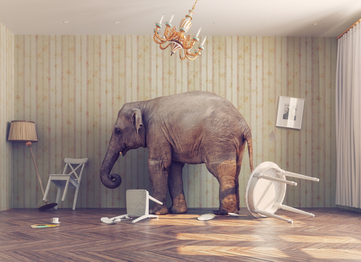 an elephant inside a room