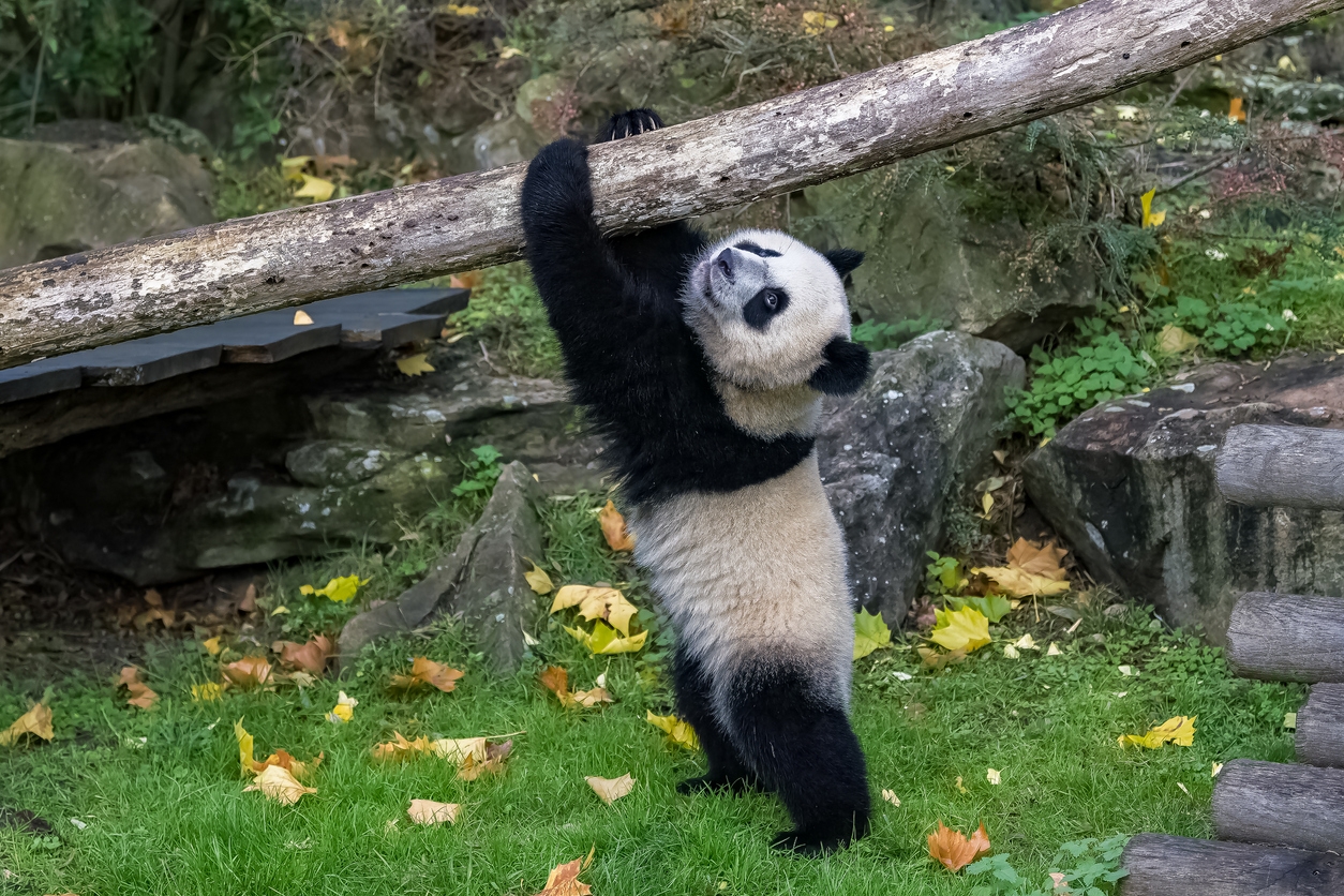 baby panda kept in captivity