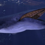 a blue whale close to the sea surface