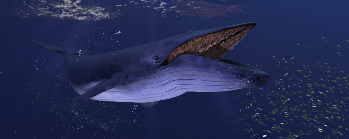 a blue whale close to the sea surface