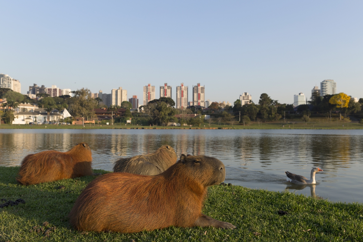 capybaras resting on the ground