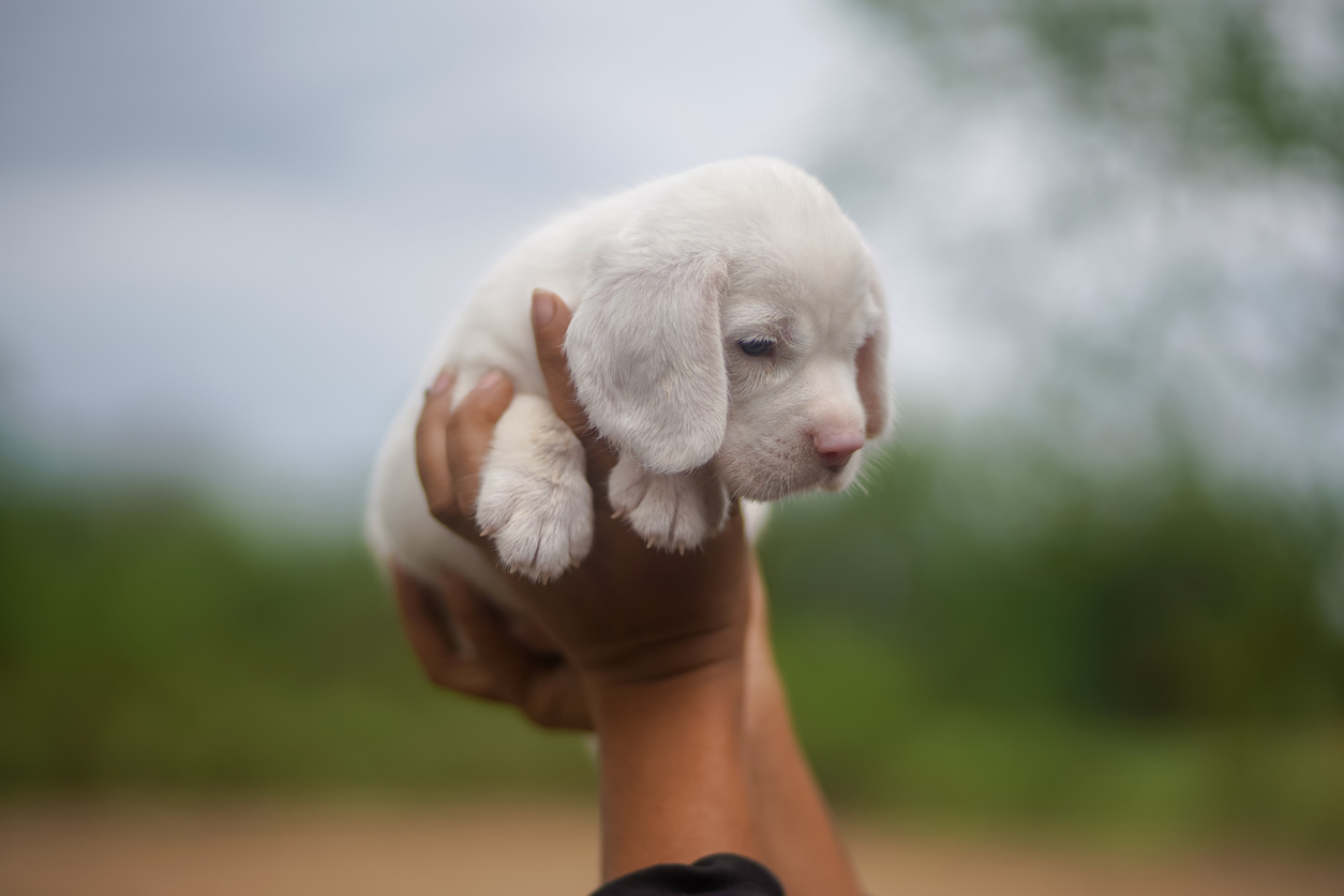 hand holding a cute white puppy