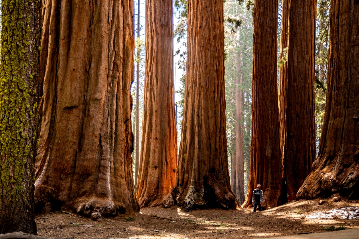 man standing among the sequoia trees