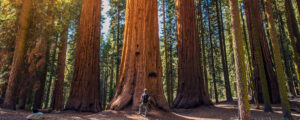 man standing in front of giant sequoia trees
