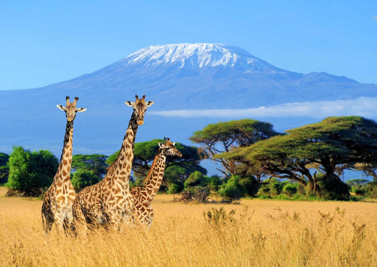 three giraffes in a National Park