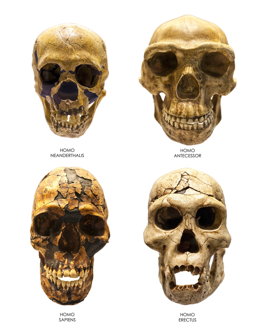 Variation in skull size