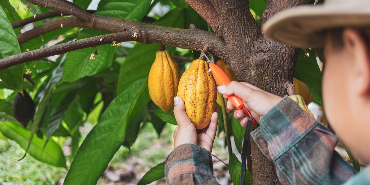 chopping off a cacao pod from the cacao tree