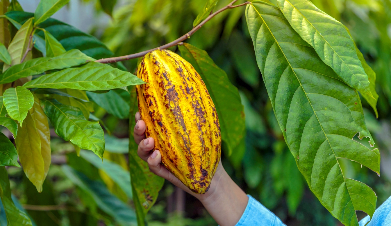 harvesting cacao pods
