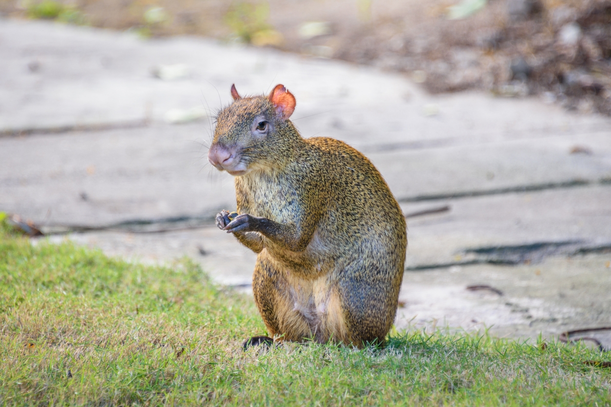 Agouti in search of food