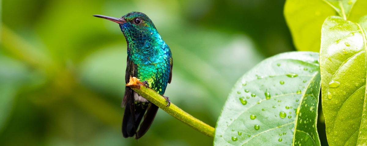Beautiful hummingbird found in the jungle of a Caribbean Island
