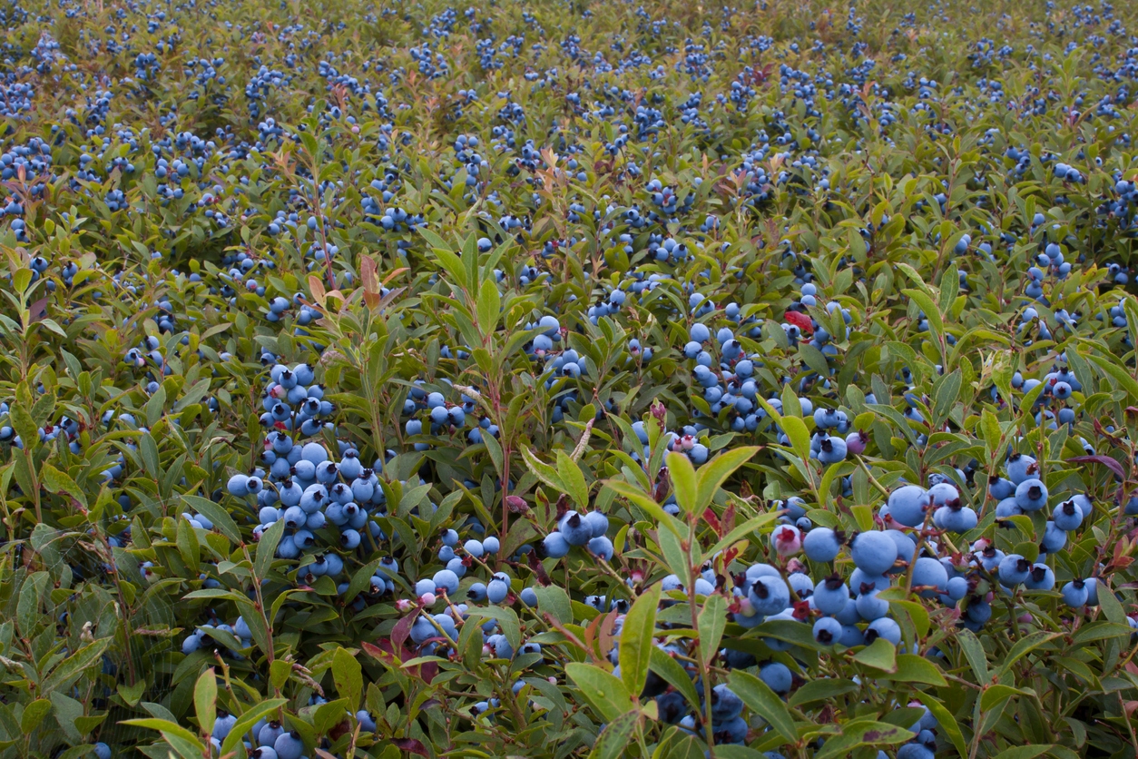 Blueberries are grown on a farm