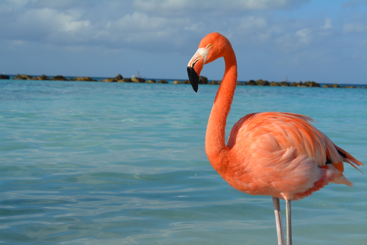 Brightest color flamingos in the Caribbean