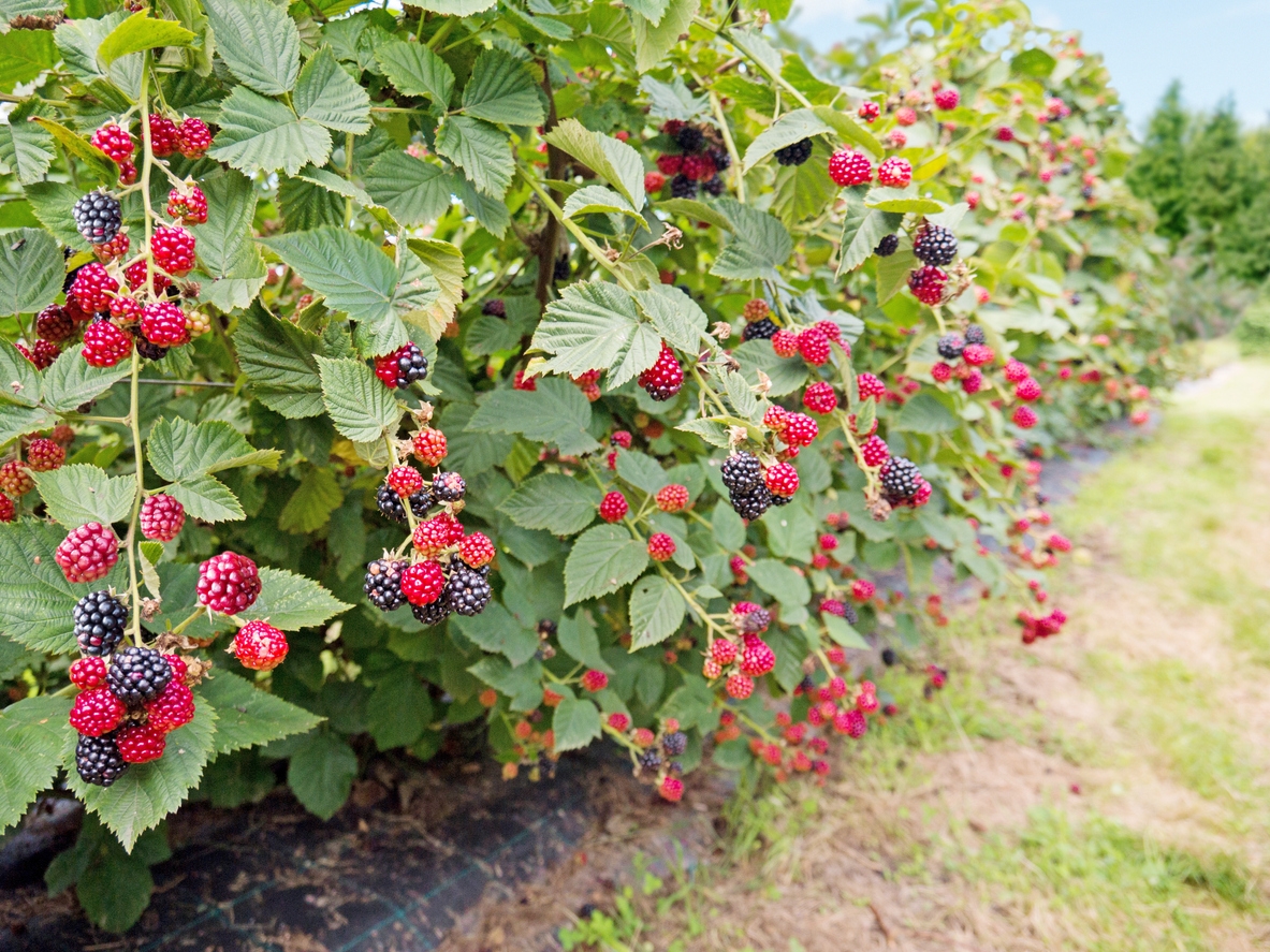 Delicious Blackberries are red when not ripened