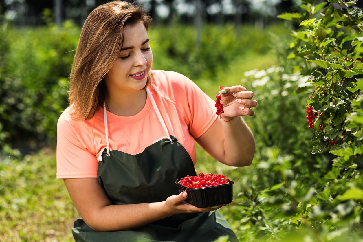 How berries are grown commercially