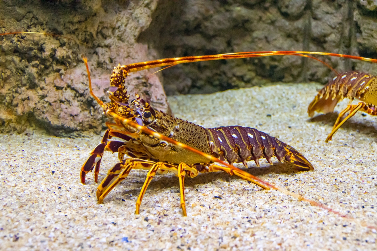 Lobster under the water, walking on sand