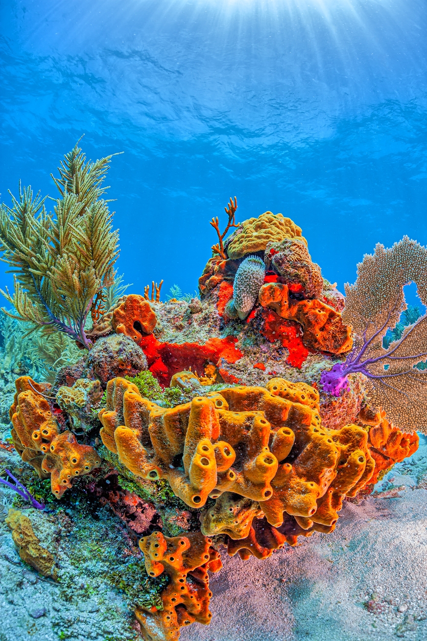 Vibrant coral reef garden of Caribbean seas