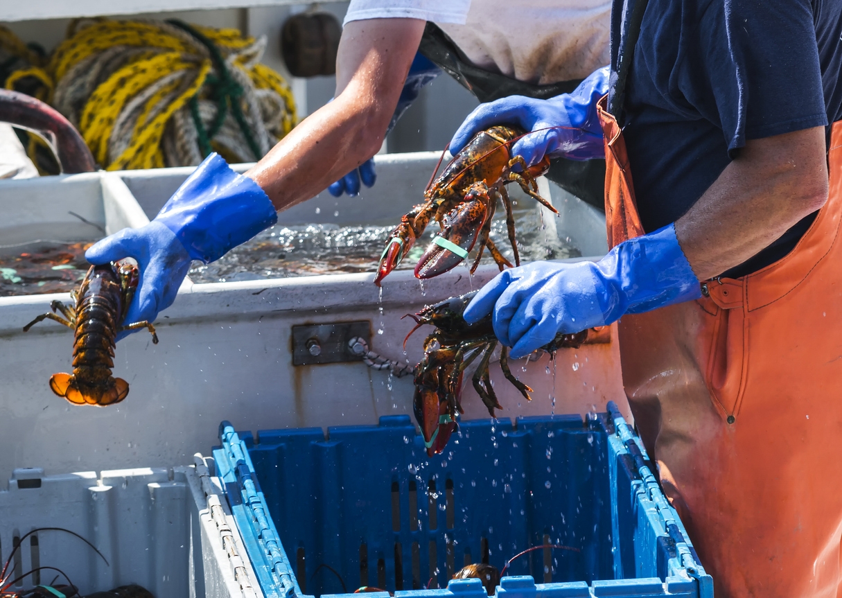 lobster sorting at fisheries