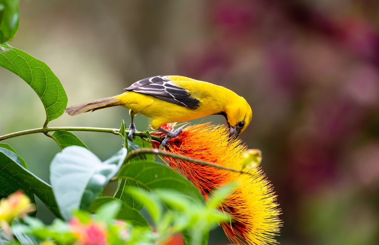 the bright-colored bird of Caribbean islands