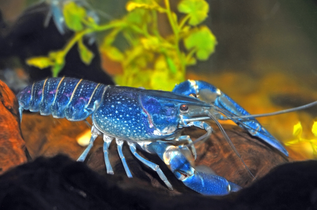 the rare blue lobster