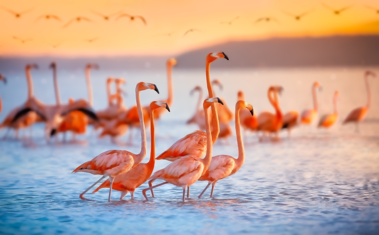 The Flamingos of Mexico