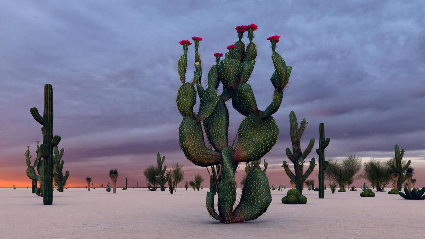 The cacti of the desert in Mexico 