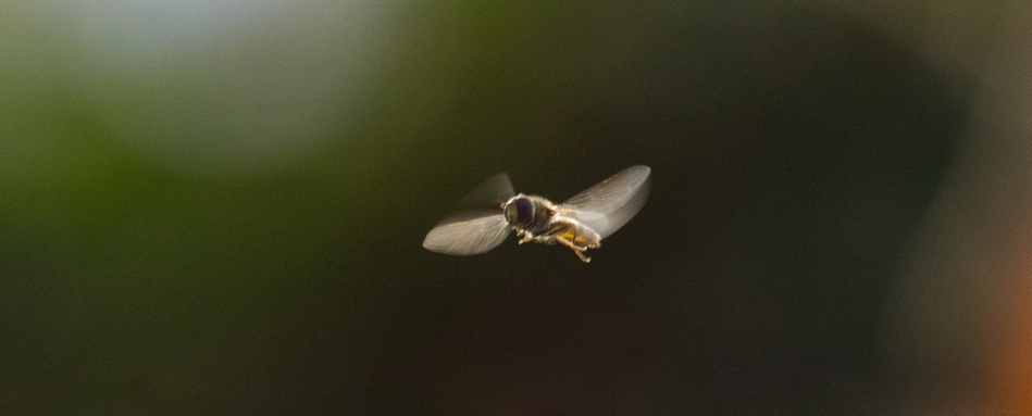 A tiny bee captured using a macro lens