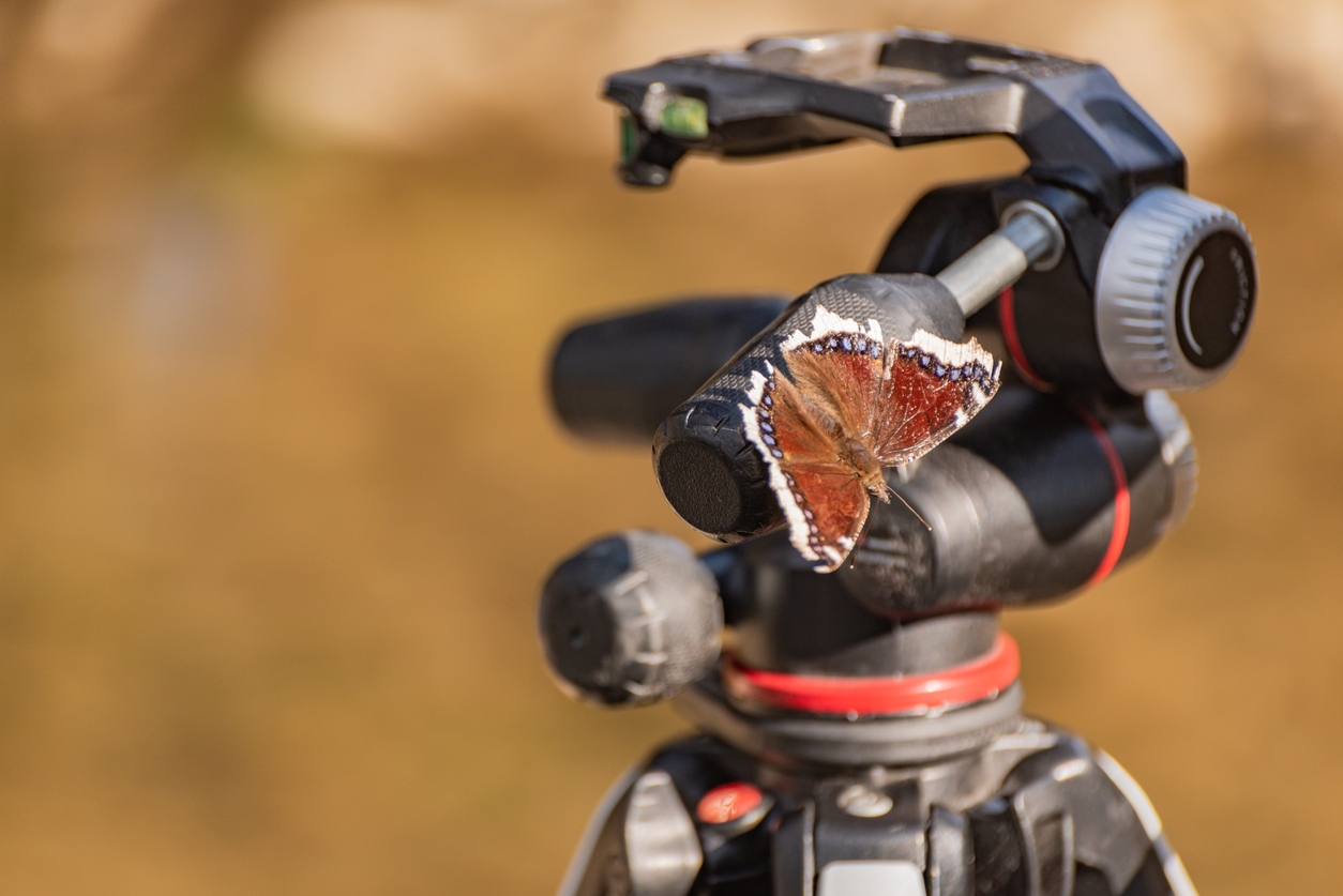 Butterfly on the gimbal head