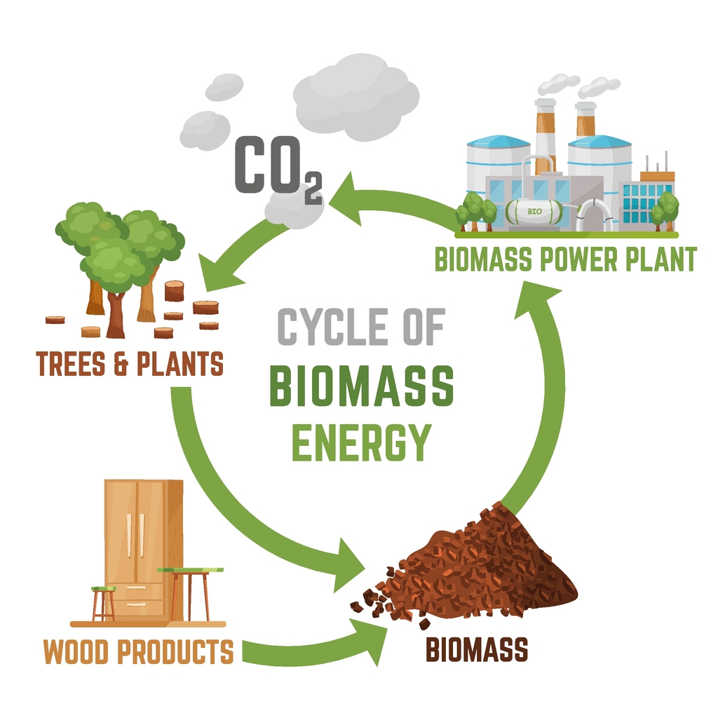 cycle of biomass energy 