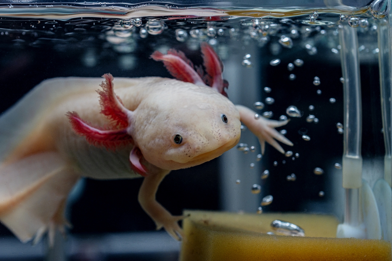 A pet axolotl